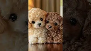 Fluffy Puppy Being Adorably Curious &ndash; Too Cute to Handle! #FluffyPuppy #CuteDogShorts