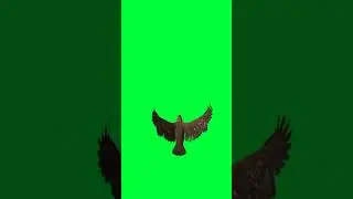 Eagle green screen video #shorts #greenscreeen #greenscreenanimal