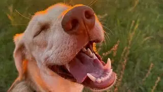 Dog ne bite kar liya 😭😭