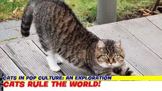 Cats in Pop Culture: An Exploration
