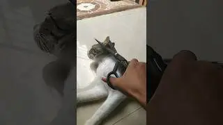 my cat's ear cut in our jupitar  || #trending #viral