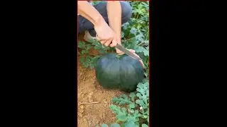 Live Smart Farming Machines Leading the Agriculture Revolution❤️❤️👌😎❤️❤️