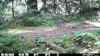 Foxglove Farm Duck and ducklings!   SD 480p