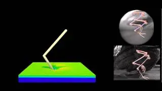 Discrete element simulation of guineafowl traversing poppy seeds