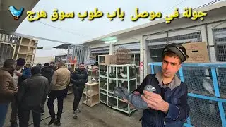 Экскурсия по рынку Баб Туб в Мосуле | Цены на птицу в Мосуле