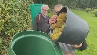 Weinfreunde Bad Nauheim: Weinlese 2025
