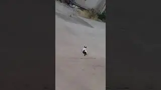 SABIRLI KEDİ-KURNAZ GÜVERCİN