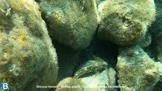 Ghiozzo testone Gobius cobitis Giant goby - intotheblue.it