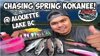 Chasing spring kokanee fishing in Alouette lake BC Tips, tricks & strategies on how to find kokanee.