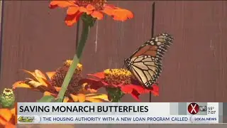 Coalition to unveil Monarch Butterfly conservation plan