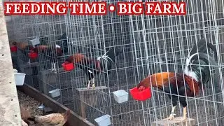 BIG FARM - Feeding Time Shape Outdoor Indoor Chicken Coop Hdez Farm El Pintor 🇺🇸