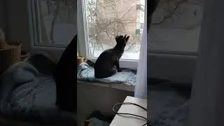 Неправильно там как-то ) #ластёна #оле7 #cat #котофейка #cats #котики #кот #котик #животные