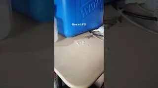 #riceislife