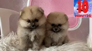 Dogs & Puppies - 10 Minutes - Cute and Positive Visuals for Chill Concentration, Kids & Mindfulness