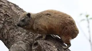 Rock Hyrax Life on the Kopje