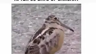 Unbelievable Crazy bird movement
