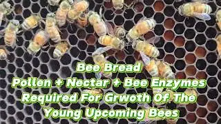 Todays Beehive Inspection Bee Bread .Pollen+Nectar#graminbharatnaturalproducts#harshadadeshmukh
