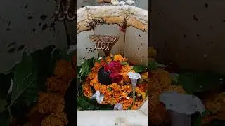 🕉️ Alakhnath Mahadev Darshan, Bareilly #cuterabbit #travelvlog #animallovers #travelvlog #rabbit