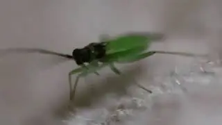 Neuroptera Cute Moments #Neuroptera