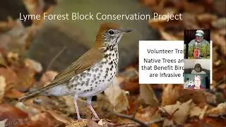 Trees and Shrubs That Benefit Birds and What Are Invasive Plants