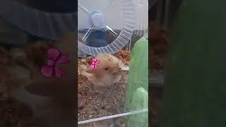 #animals #hamstermouse #cute #mouse #mousesounds #youtubeshorts #mouselove #แฮมสเตอร์ #cutemouse