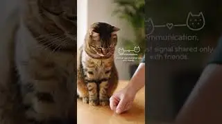 Why Cats Slow Blink at You 😺👁️ (It&rsquo;s Trust)