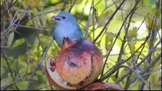 Sanha&ccedil;u - cinzento cantando *** Tangara sayaca ***  Sayaca Tanager