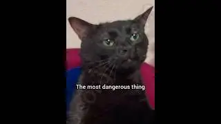 Самая опасная вещь в мире #georgieebom #cat #funny #fyp #meme