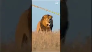 LEGENDRY NOTCH KALI #NOTCHES#lion#simba#the lion king