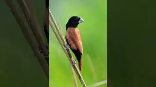 Chestnut munia call