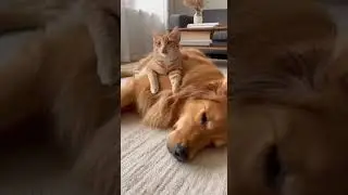 You act, they believe 😂 Watch this clever cat trick #cat #pets #funny