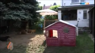Hundewald bei 