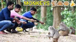 Monkeys🐒🐵🍌🙈 @FIL-OK1 @fipvlogs #monkey #monkeyvideo #monkeys #video 