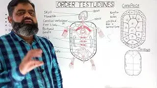 Testudines English medium @ Prof Masood fuzail | Tortoises | Turtles | Class Reptilian | Carapace