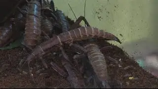 Victoria Bug Zoo celebrating 25th anniversary with spooky Halloween event