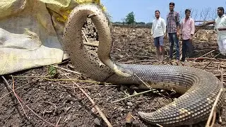 #Indian #Common send Boa snake Rescue non venomous contact 7396969617