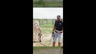 How to Desensitize Your Horse to Scary Objects | Steady Horse