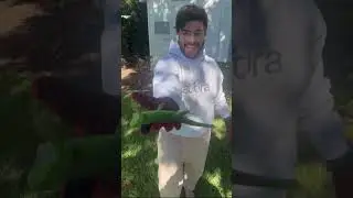 Florida cold spell leaves iguanas frozen in place #shorts