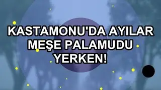 Kastamonu'da Ayılar Meşe Palamudu Yerken!