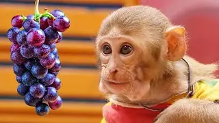 Monkey Baby Jerry searching for grapes in the garden and see duckling