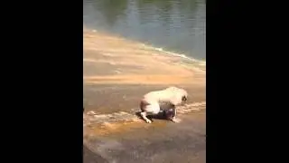 Jake the Yellow Lab Slides Down Ingram Dam