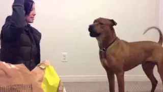 Preston (foster) working on play behavior, drop it