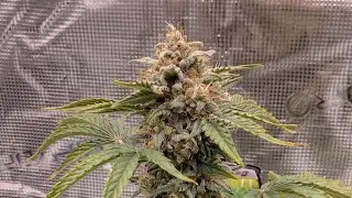 Recommended grow tent kit for beginners grow ing American Gangster@MarsHydro_official @123fatbuds