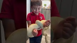 🐍 Maximus & Bananchick: Wrist Handcuffs! 😂👦 #snakes #myfirstvlog