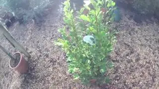 Big Plant Nursery - Griselinia littoralis