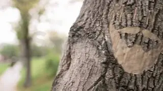 ming tree sample