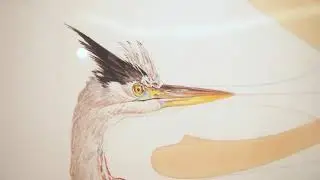 Birds of the Northeast: Gulls to Great Auks