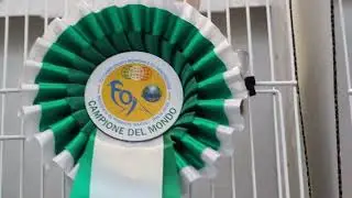 Mostra Ornitologica Campionato Mondiale 2023 (Napoli) - Canarini Arlecchino Portoghese