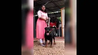 Brunie Girl with her handler #dogtrainer #dk #rottweilerlife #leonardo #made_in_india