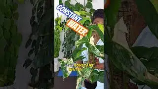 Syngonium Aurea #plants #indoorplants #lecalife